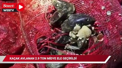 Kaçak avlanan 2,9 ton midye ele geçirildi