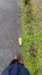 Căței Micuți – Explozie de Drăgălășenie! 🐶❤️ / Tiny Puppies – A Cuteness Explosion!