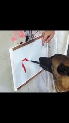 Acești cățeluși miniaturali îți vor topi inima! Sunt jucăuși, pufoși și absolut adorabili. Pregătește-te pentru un val de zâmbete! 😍  👉 Nu uita să dai Like și Subscribe dacă ți-a plăcut! Susține canalul pentru mai multe momente haioase cu animale! 🐾  T