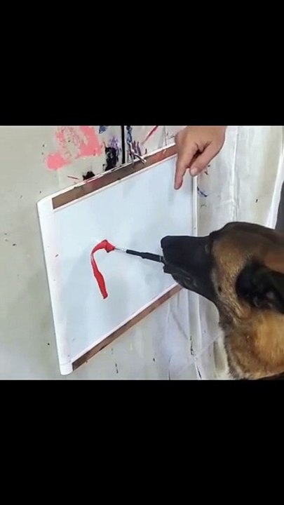 Acești cățeluși miniaturali îți vor topi inima! Sunt jucăuși, pufoși și absolut adorabili. Pregătește-te pentru un val de zâmbete! 😍  👉 Nu uita să dai Like și Subscribe dacă ți-a plăcut! Susține canalul pentru mai multe momente haioase cu animale! 🐾  T