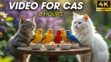 Ultimate Forest Adventure  Videos for Cats to Watch at Home - CatTV Central