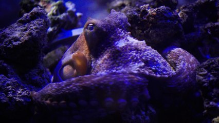 Monaco, des princes et des océans