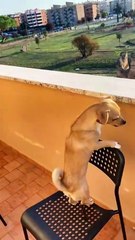 Dog Watching the Park from Balcony – Câinele Meu Privește Liniștit Parcul de pe Balcon 🐶🌳