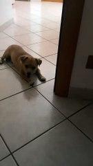 My Dog Falls Asleep Instantly – Câinele Meu Adoarme Dintr-O Dată Ca Un Îngeraș Obosit 😴🐶❤️