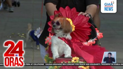 Ilang furbabies nagpabonggahan sa kanilang kauna-unahang Furries de Mayo o Flores de Mayo | 24 Oras