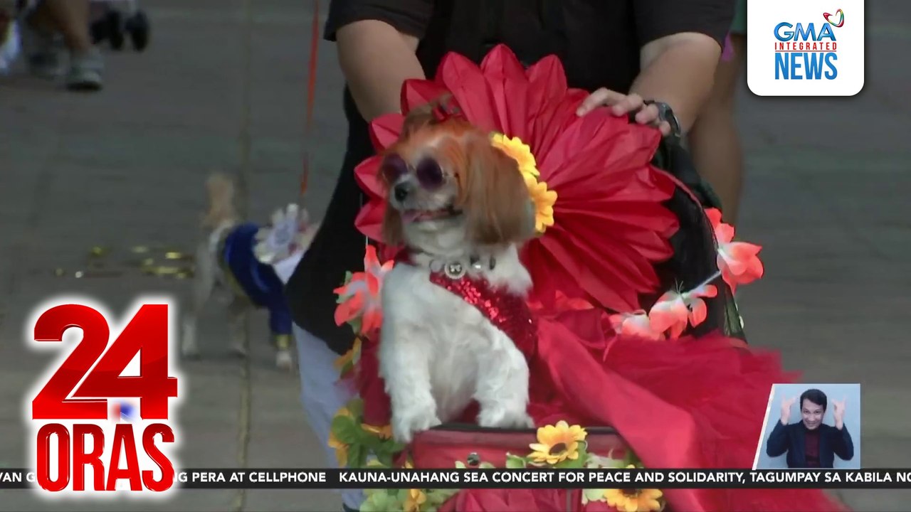 Ilang furbabies nagpabonggahan sa kanilang kauna-unahang Furries de Mayo o Flores de Mayo | 24 Oras