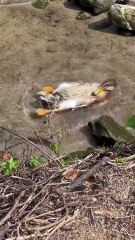 Rivebank Bliss - This Duck Enjoying A Perfect Dip