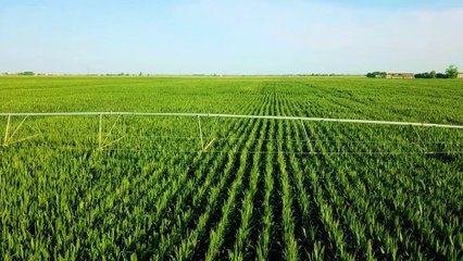 La crisi climatica colpisce i raccolti globali di grano