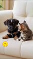 Little Kitten Hugs a Puppy – Pisicuța Micuță Îmbrățișează Cățelușul Adorabil 🐱🤗🐶