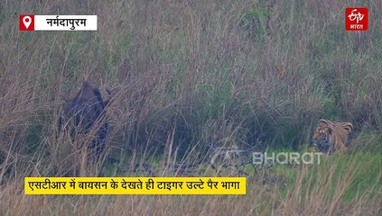 बायसन के पैतरों के आगे टाइगर का अटैक प्लान फेल, भूखे पेट कटी बाघ की रात