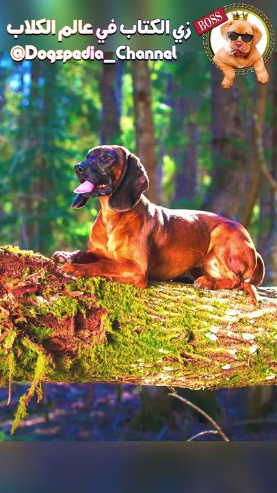 كلب الجبل الباڤاري | Bavarian mountain hound