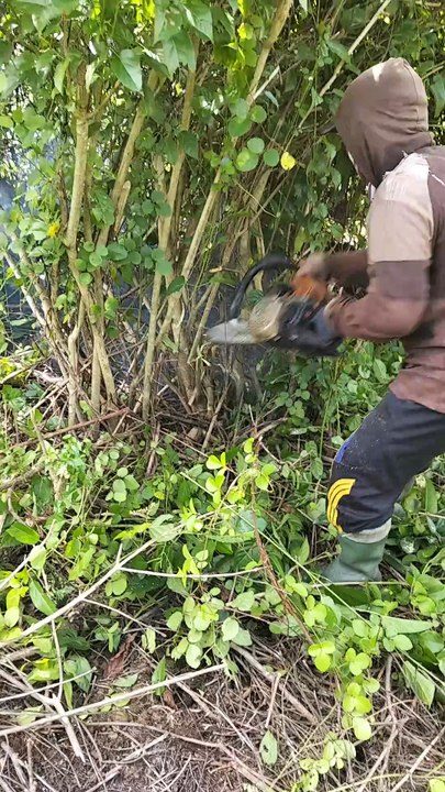 Video hiburan