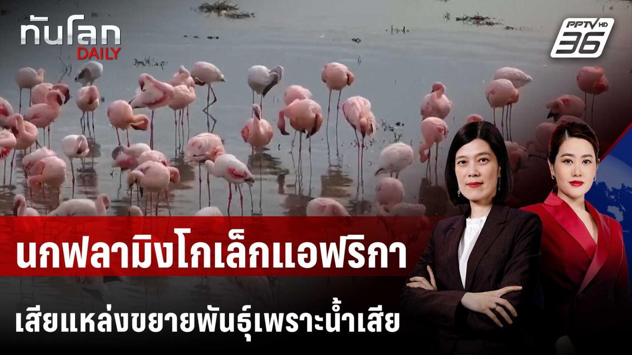นกฟลามิงโกเล็กแอฟริกาสูญเสียแหล่งขยายพันธุ์เพรา...
