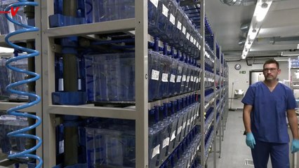 Could These Tiny Fish Be An Integral Part in the Next Medical Breakthrough?