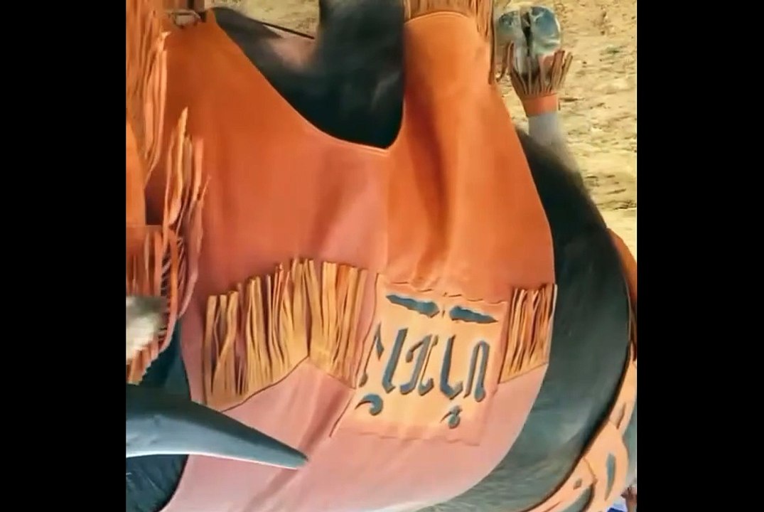 Stylish bull with hat