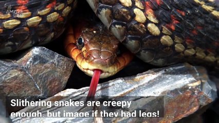 This Might Just Be The Creepiest Snake You’ll See