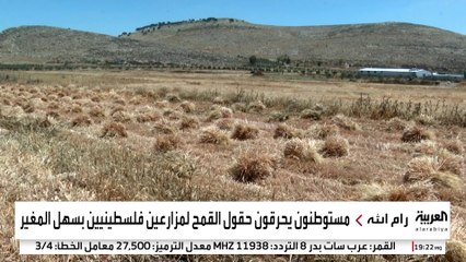 تحت حماية الجيش الإسرائيلي.. المستوطنون يحرقون حقول القمح والزيتون في الضفة الغربية