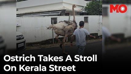 Ostrich in Kerala: Video of 'featherless' bird running in Kochi goes viral