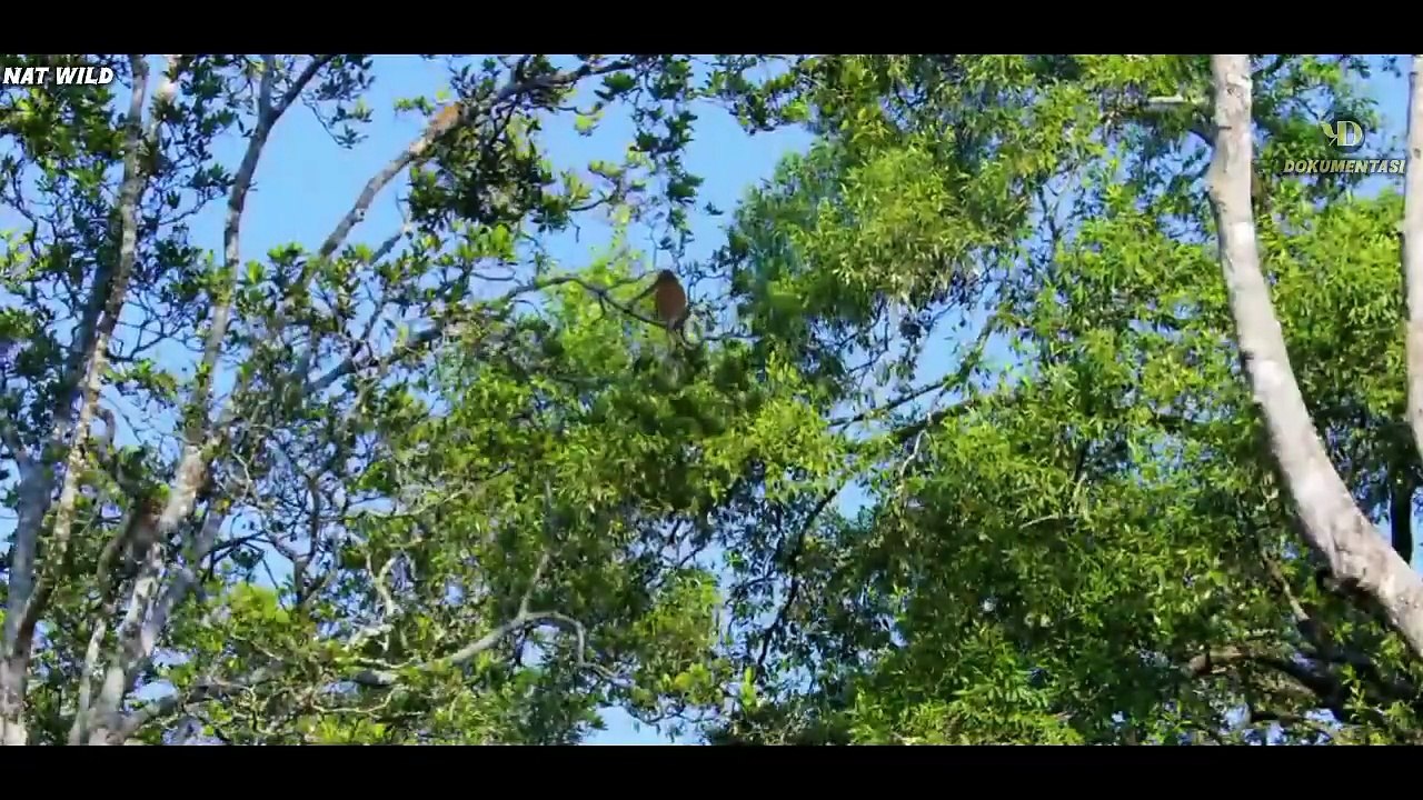 Kalimantan - Eksplorasi Keanekaragaman Hayati Endemik di Kalimantan!