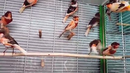 أفضل نوع كناري لسنة 2021 🤩 أنصحك بتربيته - مواصفات وثمن السلالة النقية