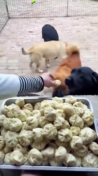 Impossible de ne pas craquer entre ces deux chiens !