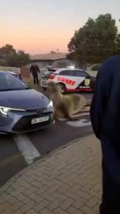 Vídeo! Elefante-marinho é visto passeando por rua de bairro e mobiliza moradores; resgate durou quase 9 horas