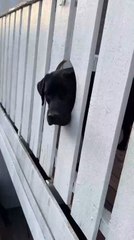 Woman Carves Hole in Railing for Dog's Better View