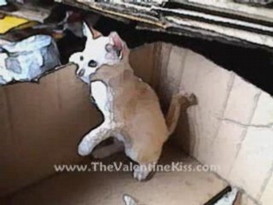 2 Dancing Cats