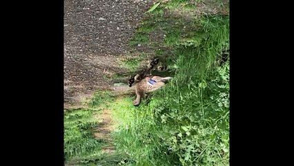 Leeds woman 'so lucky' to capture cute clip of 18 ducklings
