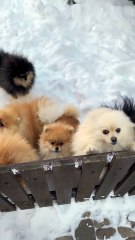 Beautiful puppies