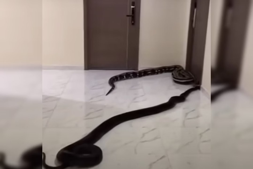 Cobras são soltas em prédio após revolta por latidos de cão; vídeo