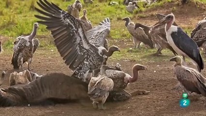 La Gran Migración en el Serengeti y Masai Mara: Caza de Depredadores
