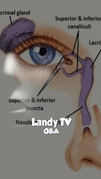 hans lo thora 🤣🤣🤣