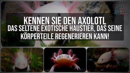 Axolotl: Das exotische Haustier mit Regenerationsfähigkeit! 🧠