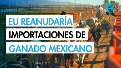 EU podría reanudar las importaciones de ganado mexicano a finales de año: Jefa del USDA
