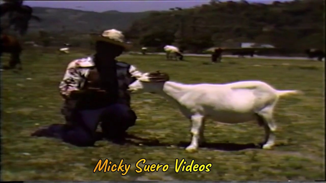 Joseito Mateo - La Chiva Blanca -video clip original decada de los 70s Micky Suero Videos Salsa/Merengues Clasicos