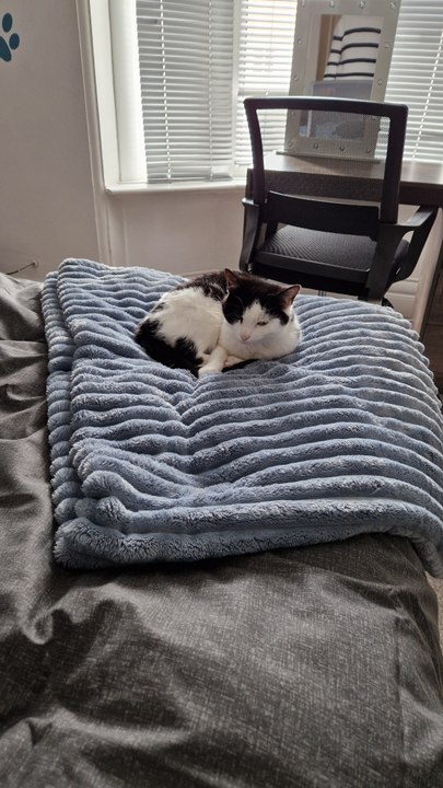 Blackpool's first cat and gaming hotel