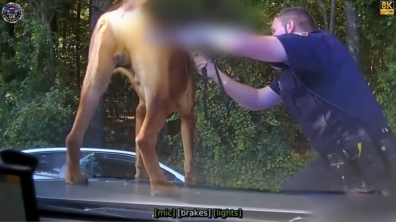 The Most Heartbreaking Moments of the Police Facing the Most Dangerous Criminals