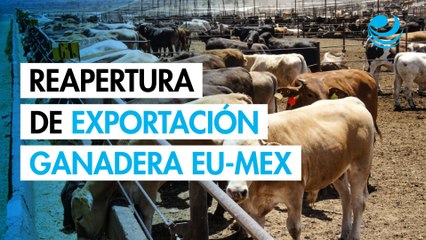 Reapertura de exportación ganadera EU-MEX