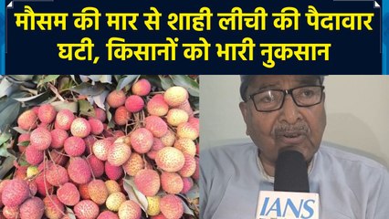 मौसम की मार से शाही लीची की पैदावार घटी, किसानों को भारी नुकसान