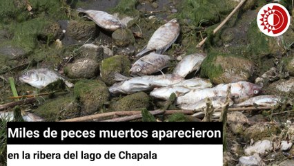 Miles de peces  muertos aparecieron en la ribera del lago de Chapala