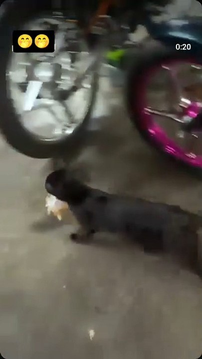 Les traje comida para que no digan que no pienso en ustedes 😹