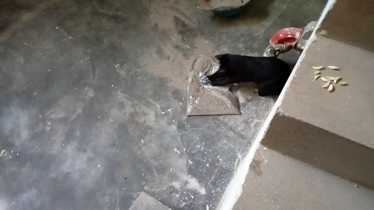 pet is angry