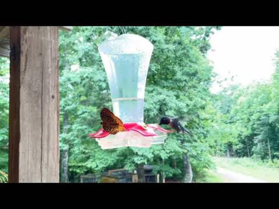 Hummingbird Shows up as Butterfly Visits Hummingbird Feeder