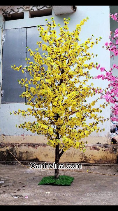 CÂY MAI VÀNG GIẢ – GIẢ MÀ NHƯ THẬT, RƯỚC LỘC VỀ NHÀ QUANH NĂM