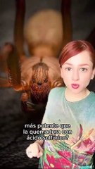 Temporada de araña violinista: ¿Qué hacer y cómo protegerse del arácnido mortal?