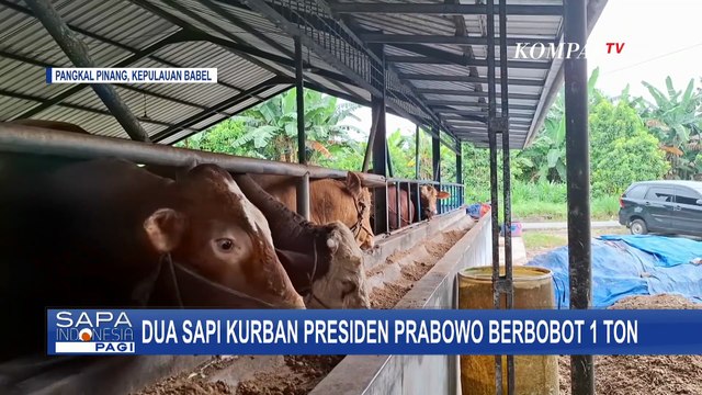 Presiden Prabowo Beli 2 Sapi Limosin Berbobot 1 Ton, Harga Capai Rp 115 Juta!