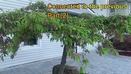 Plant once,harvest forever(part 2) _ पिछवाड़े में बागवानी के लिए अप्रैल एक बेहतरीन महीना है