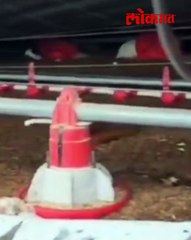 दौंडमध्ये पावसाने शेतकऱ्याचे मोठे नुकसान; तब्बल १८ हजार कोंबड्या दगावल्या