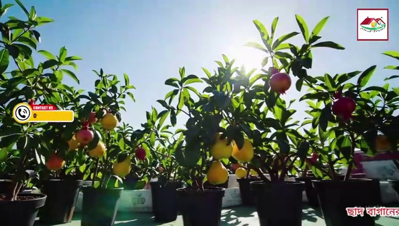 আপনার ছাদ বাগানে প্রয়োজনীয় ৫টি জিনিস | Rooftop Gardening Must-Have।#ছাদবাগান_প্রয়োজনীয় #গাছের_যত্ন